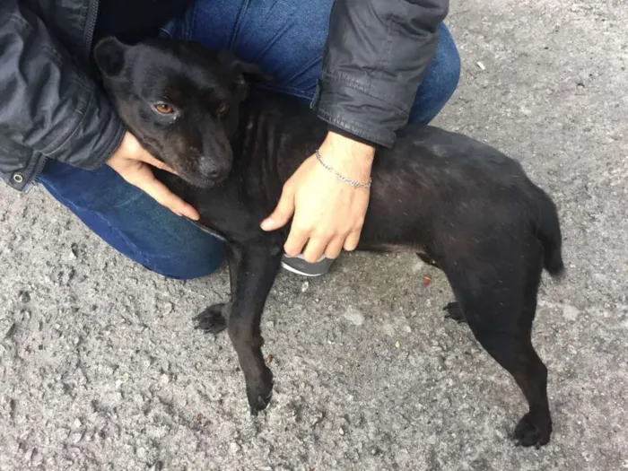 Cachorro ra a SRD idade 3 anos nome Bel