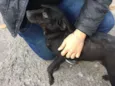 Bel