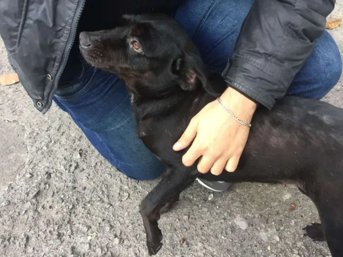 Cachorro ra a SRD idade 3 anos nome Bel