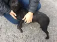 Bel