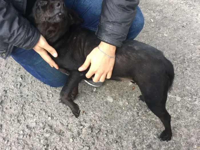 Cachorro ra a SRD idade 3 anos nome Bel