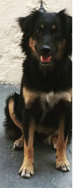 Cachorro ra a SRD idade 1 ano nome Lucy