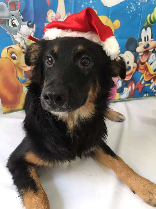 Cachorro ra a SRD idade 1 ano nome Lucy