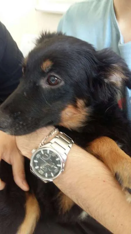 Cachorro ra a SRD idade 1 ano nome Lucy