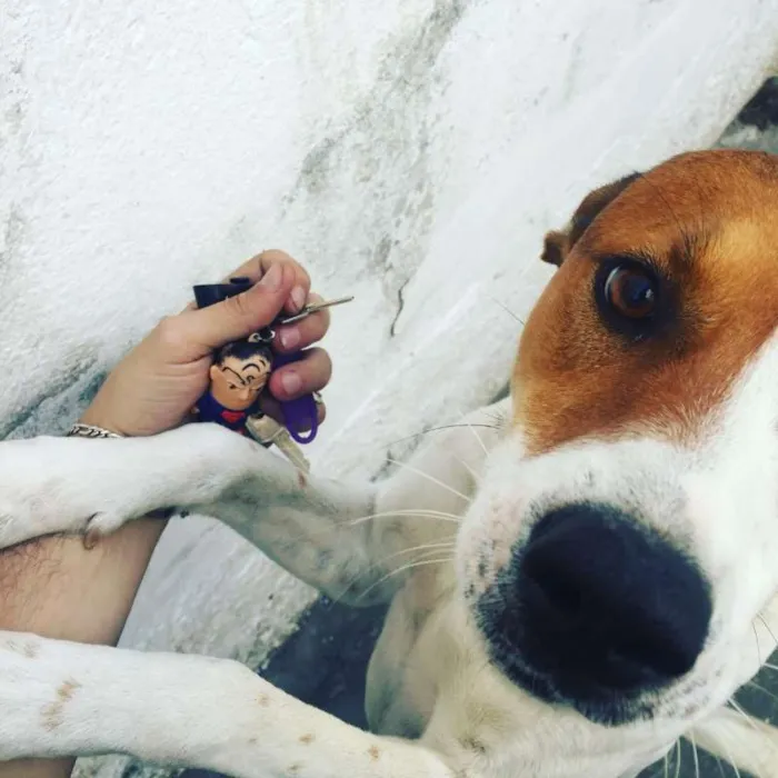 Cachorro ra a SRD idade 2 anos nome Boris
