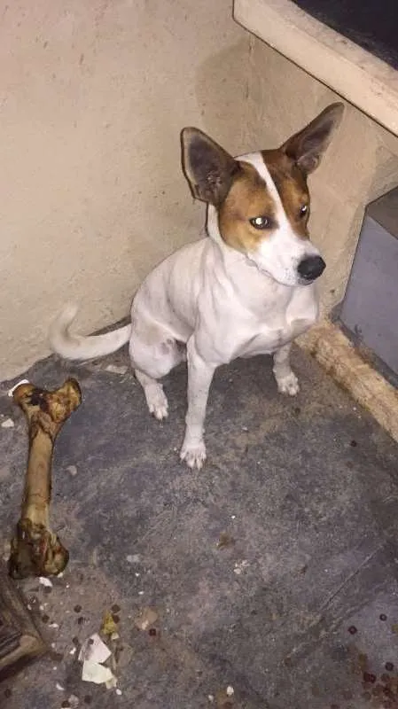 Cachorro ra a SRD idade 2 anos nome Boris