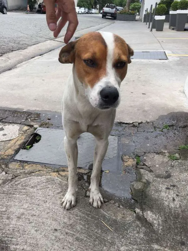 Cachorro ra a SRD idade 2 anos nome Boris