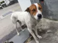 Boris