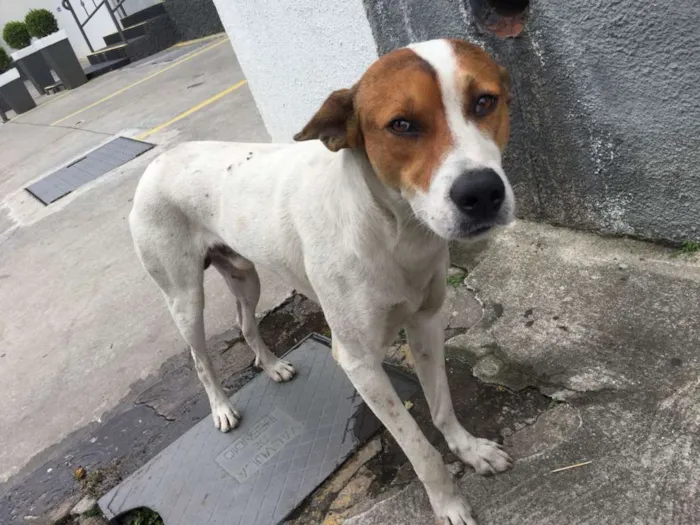 Cachorro ra a SRD idade 2 anos nome Boris