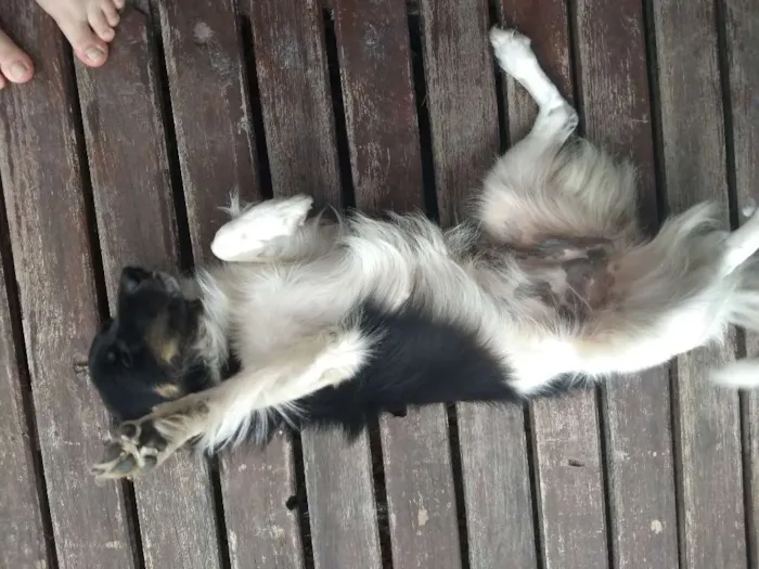 Cachorro ra a Vira-lata idade 7 a 11 meses nome Baby lu