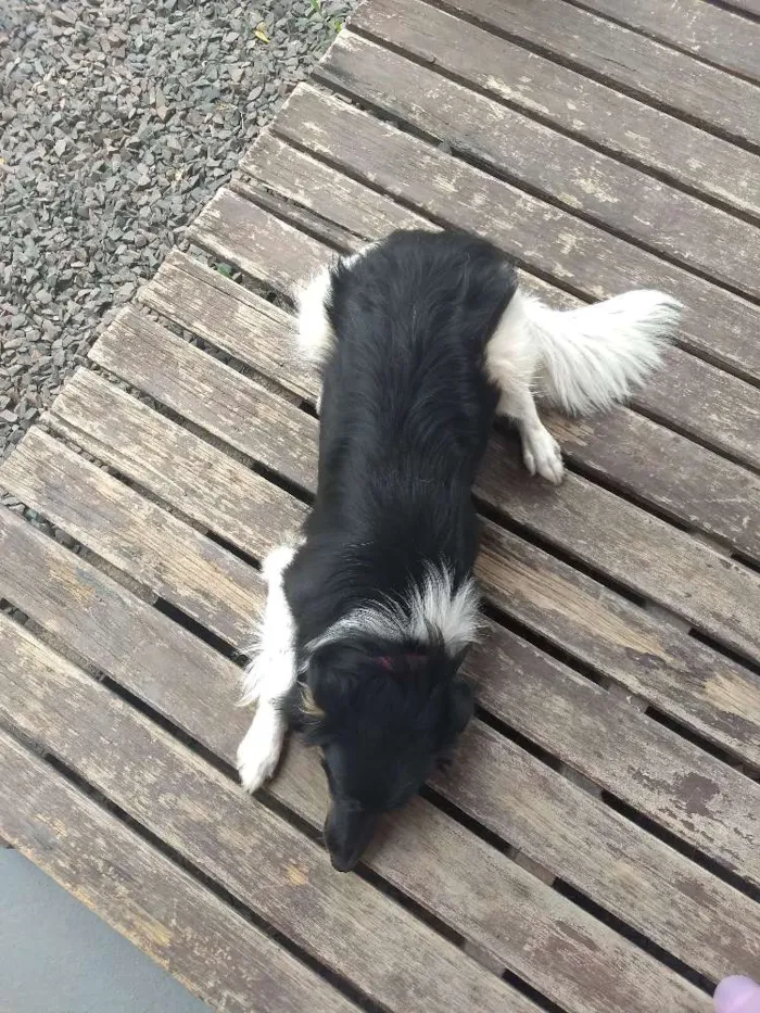 Cachorro ra a Vira-lata idade 7 a 11 meses nome Baby lu