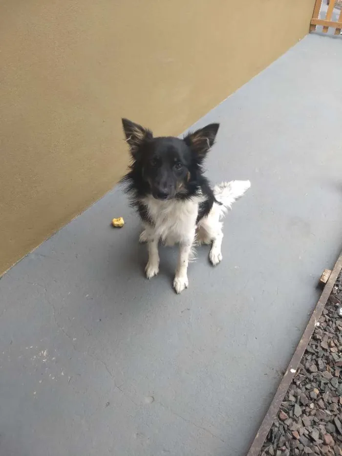 Cachorro ra a Vira-lata idade 7 a 11 meses nome Baby lu