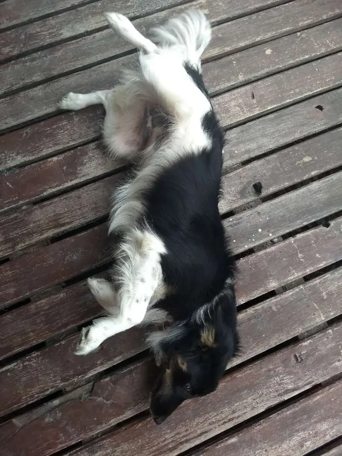 Cachorro ra a Vira-lata idade 7 a 11 meses nome Baby lu