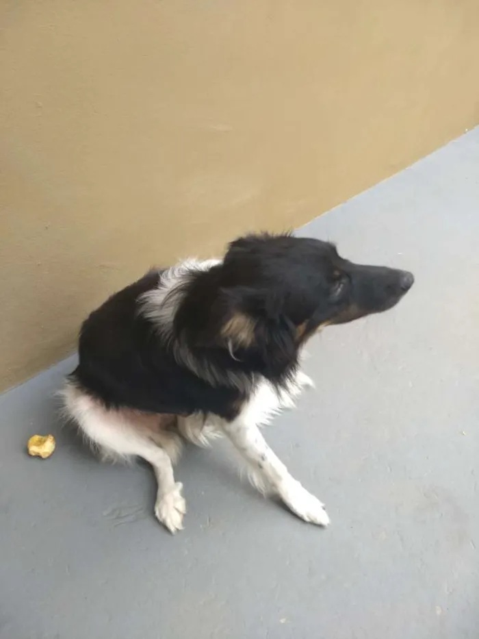 Cachorro ra a Vira-lata idade 7 a 11 meses nome Baby lu