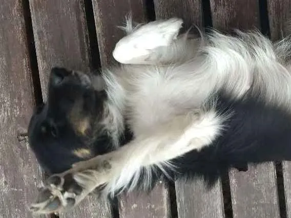 Cachorro ra a Vira-lata idade 7 a 11 meses nome Baby lu