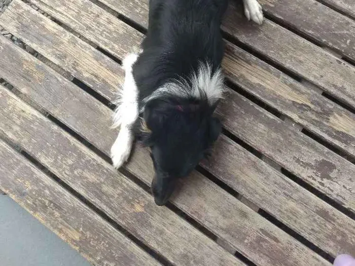 Cachorro ra a Vira-lata idade 7 a 11 meses nome Baby lu