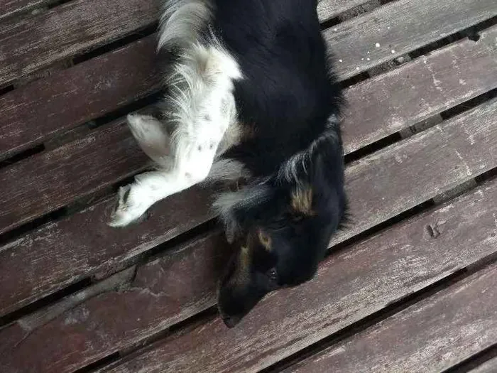 Cachorro ra a Vira-lata idade 7 a 11 meses nome Baby lu