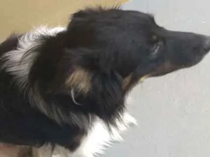 Cachorro ra a Vira-lata idade 7 a 11 meses nome Baby lu