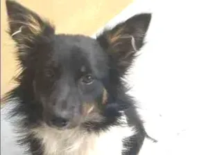 Cachorro raça Vira-lata idade 7 a 11 meses nome Baby lu