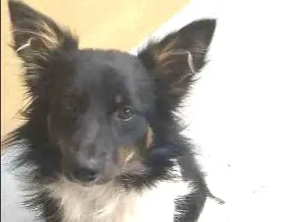 Cachorro ra a Vira-lata idade 7 a 11 meses nome Baby lu