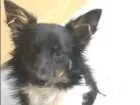Cachorro raça Vira-lata idade 7 a 11 meses nome Baby lu