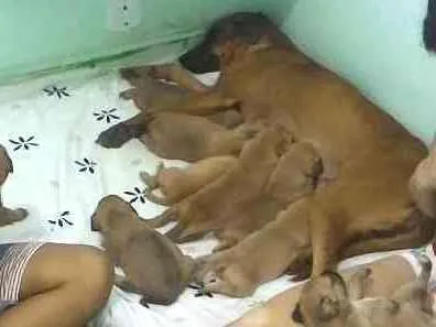 Cachorro ra a Vira-lata idade Abaixo de 2 meses nome (sem nomes)