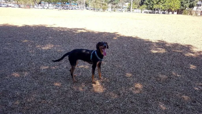 Cachorro ra a RSD idade 7 a 11 meses nome Aurora