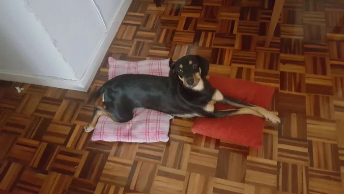 Cachorro ra a RSD idade 7 a 11 meses nome Aurora