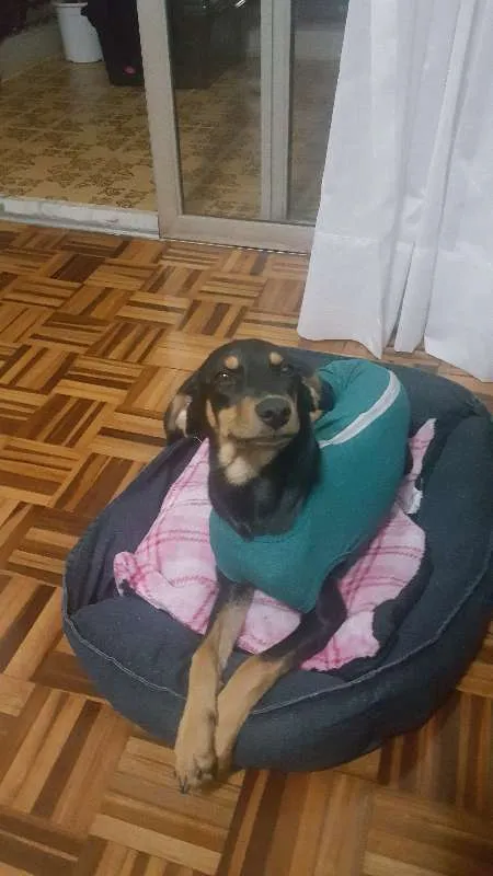 Cachorro ra a RSD idade 7 a 11 meses nome Aurora