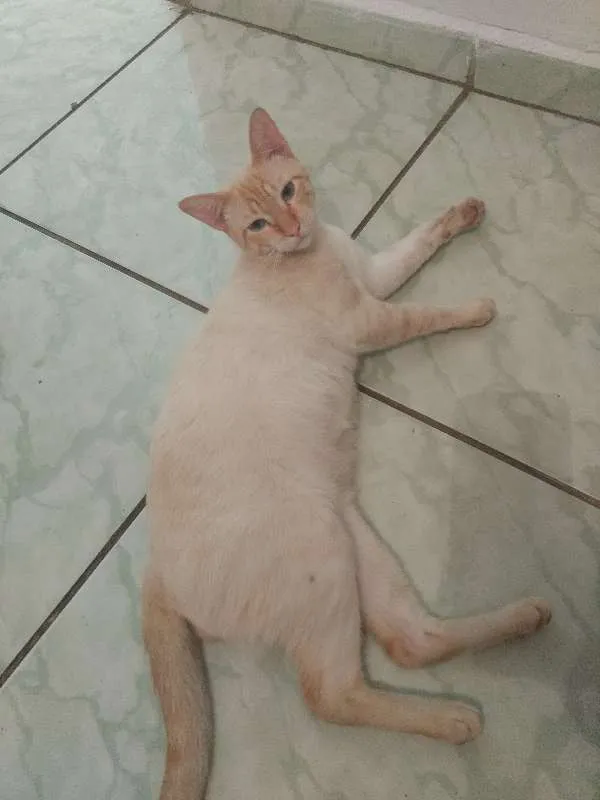 Gato ra a Sem raça definida idade 2 a 6 meses nome Pipito