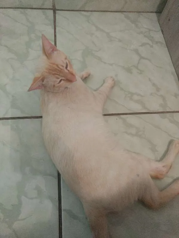 Gato ra a Sem raça definida idade 2 a 6 meses nome Pipito