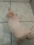 Pipito
