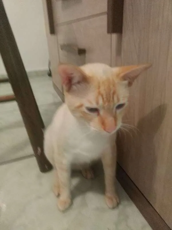 Gato ra a Sem raça definida idade 2 a 6 meses nome Pipito