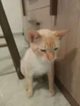 Pipito