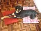 Cachorro raça RSD idade 7 a 11 meses nome Aurora