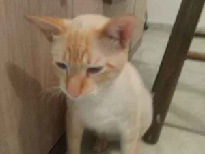 Gato raça Sem raça definida idade 2 a 6 meses nome Pipito