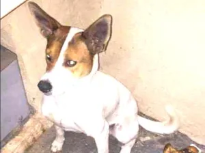 Cachorro raça SRD idade 2 anos nome Boris