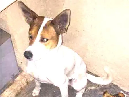 Cachorro ra a SRD idade 2 anos nome Boris