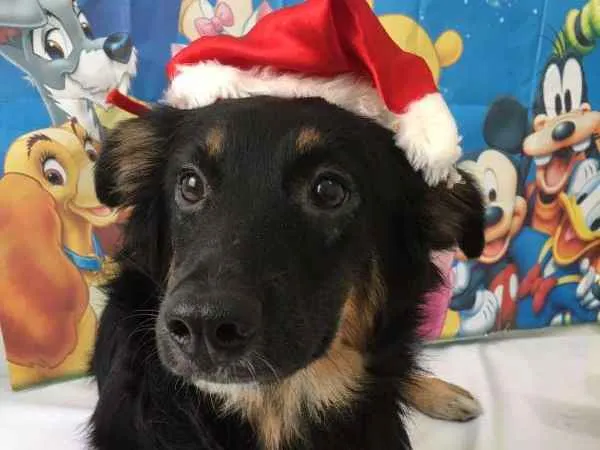 Cachorro ra a SRD idade 1 ano nome Lucy