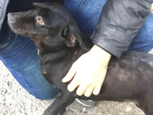 Cachorro raça SRD idade 3 anos nome Bel