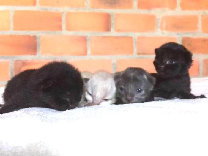 Gato ra a Vira-lata idade Abaixo de 2 meses nome Filhotes