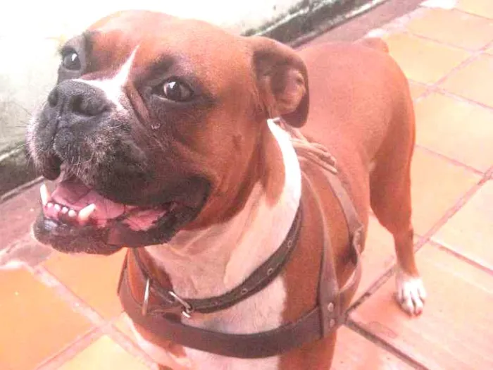 Cachorro ra a Boxer idade  nome megui