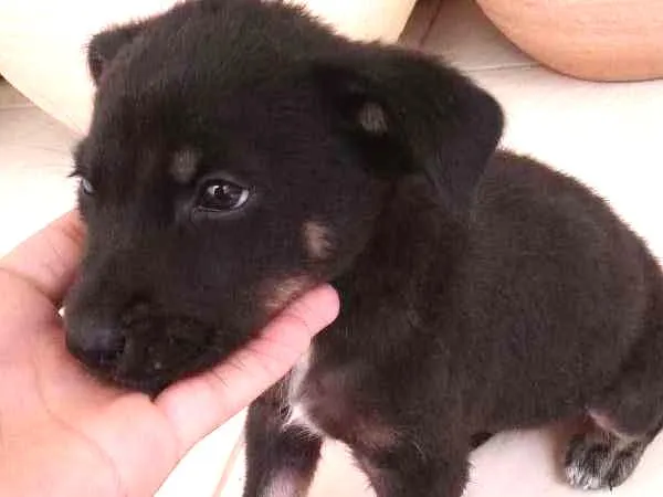 Cachorro ra a Não sei  idade 2 a 6 meses nome Não sei o nome 