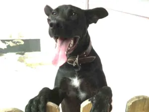 Cachorro raça Não definida idade 7 a 11 meses nome Fred