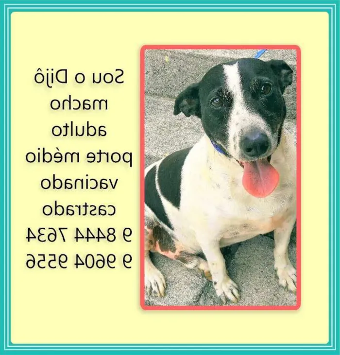 Cachorro raça SRD idade 4 anos nome Djo