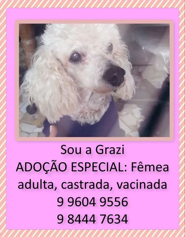 Cachorro raça Poodle idade 6 ou mais anos nome Grazi