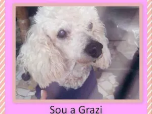Cachorro raça Poodle idade 6 ou mais anos nome Grazi