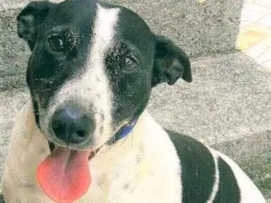 Cachorro raça SRD idade 4 anos nome Djo