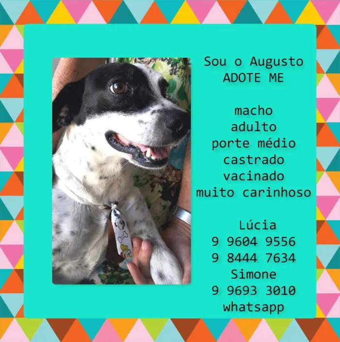 Cachorro raça sdr idade 5 anos nome Augusto