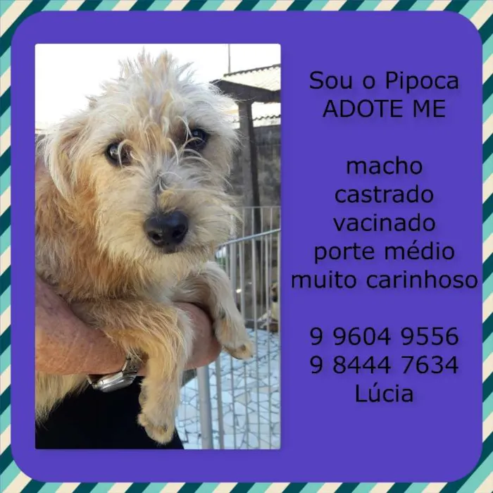 Cachorro raça SRD idade 7 a 11 meses nome Pipoca